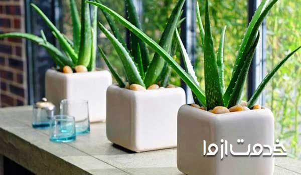 گیاه آلوئه ورا- گیاهان آپارتمانی سریع الرشد